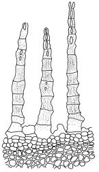 Lepyrodon australis, peristome detail. Drawn from A.J. Fife 7276, CHR 405885.
 Image: R.C. Wagstaff © Landcare Research 2018 